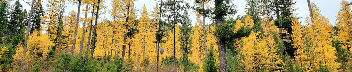 Beautiful Montana western larch in their fall colors